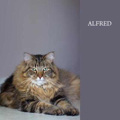 Alfred