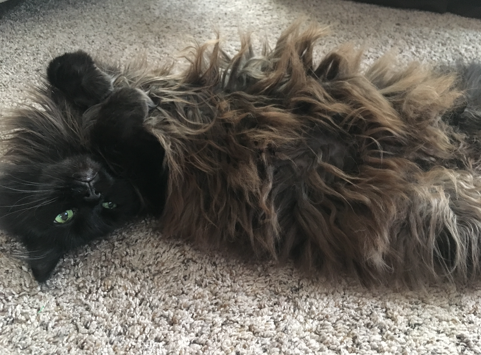 black maine coon laying with fluffy belly up. black maine coon laying with fluffy belly up.