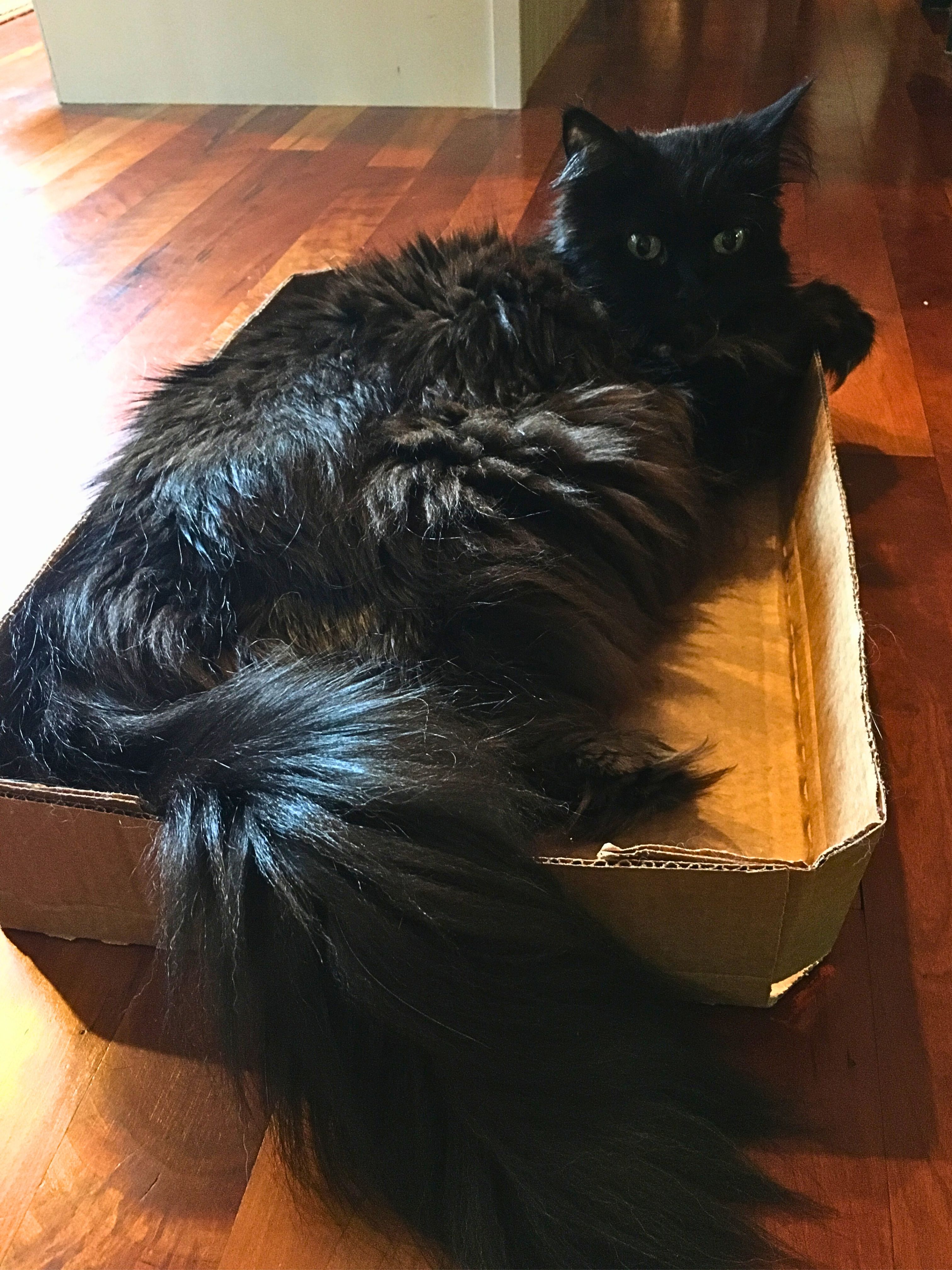 black maine coon lounging in a box.