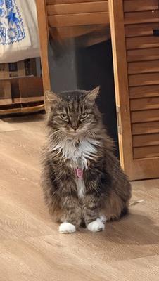 female brown tabby maine coon with white bib,