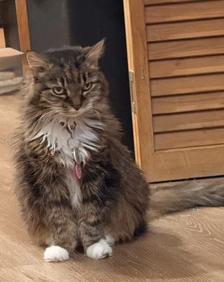 brown tabby maine coon cat with a white chest.