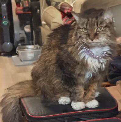 fluffy longhaired kitty sitting on a coffee table.