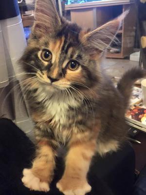 3 month old purebred calico maine coon kitten with curious expression and big paws.