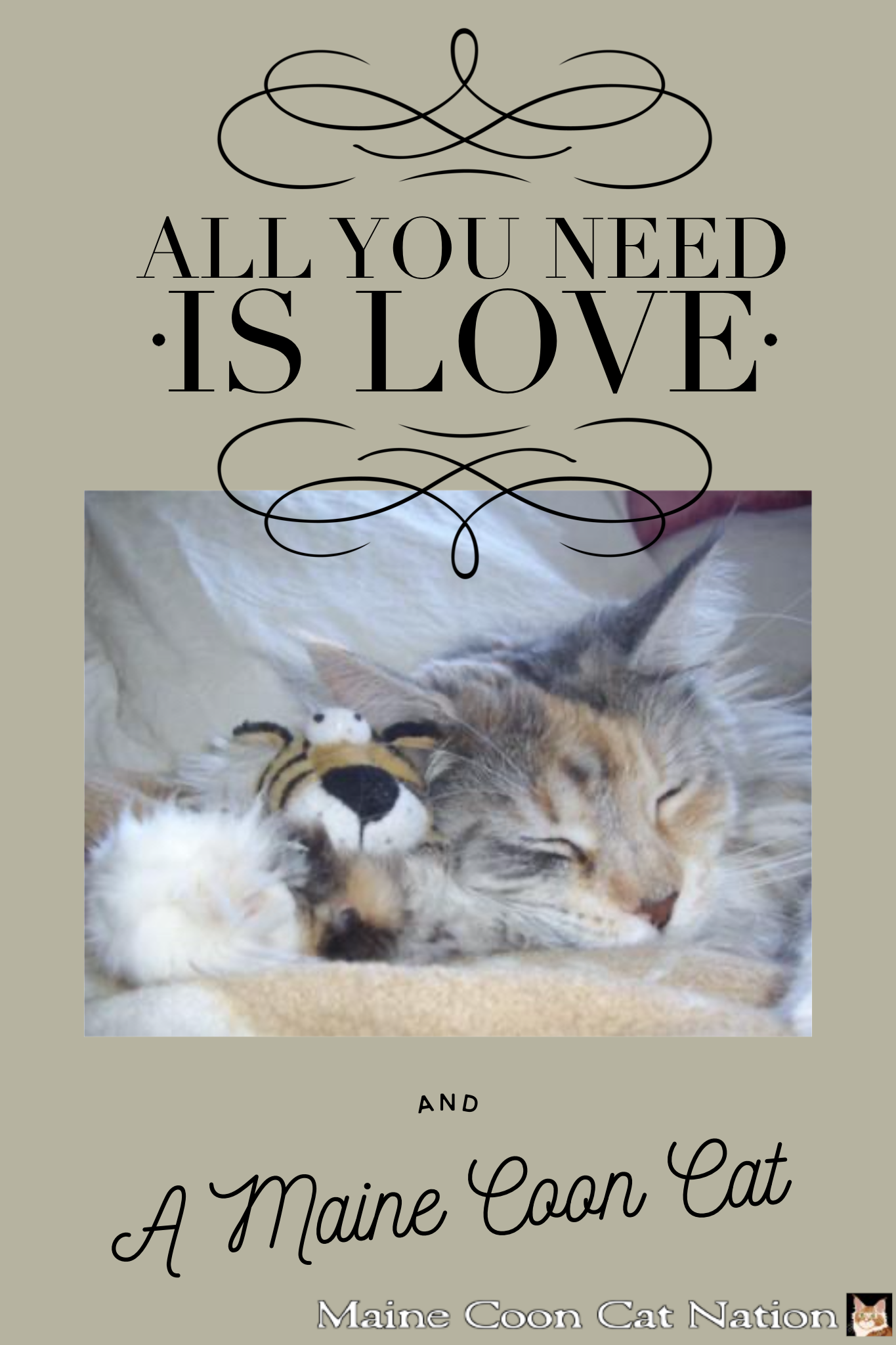 cat love quote and image of sleeping kitten