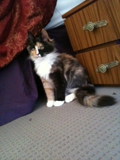 Allegra