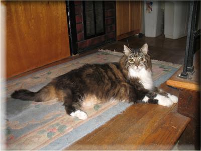 Amber amber the brown with white maine coon laying on wood floor
