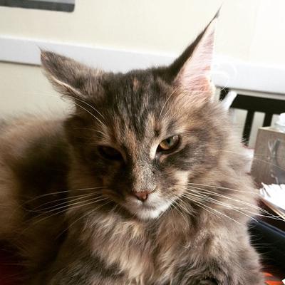 Amelia