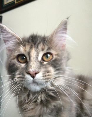 Amelia