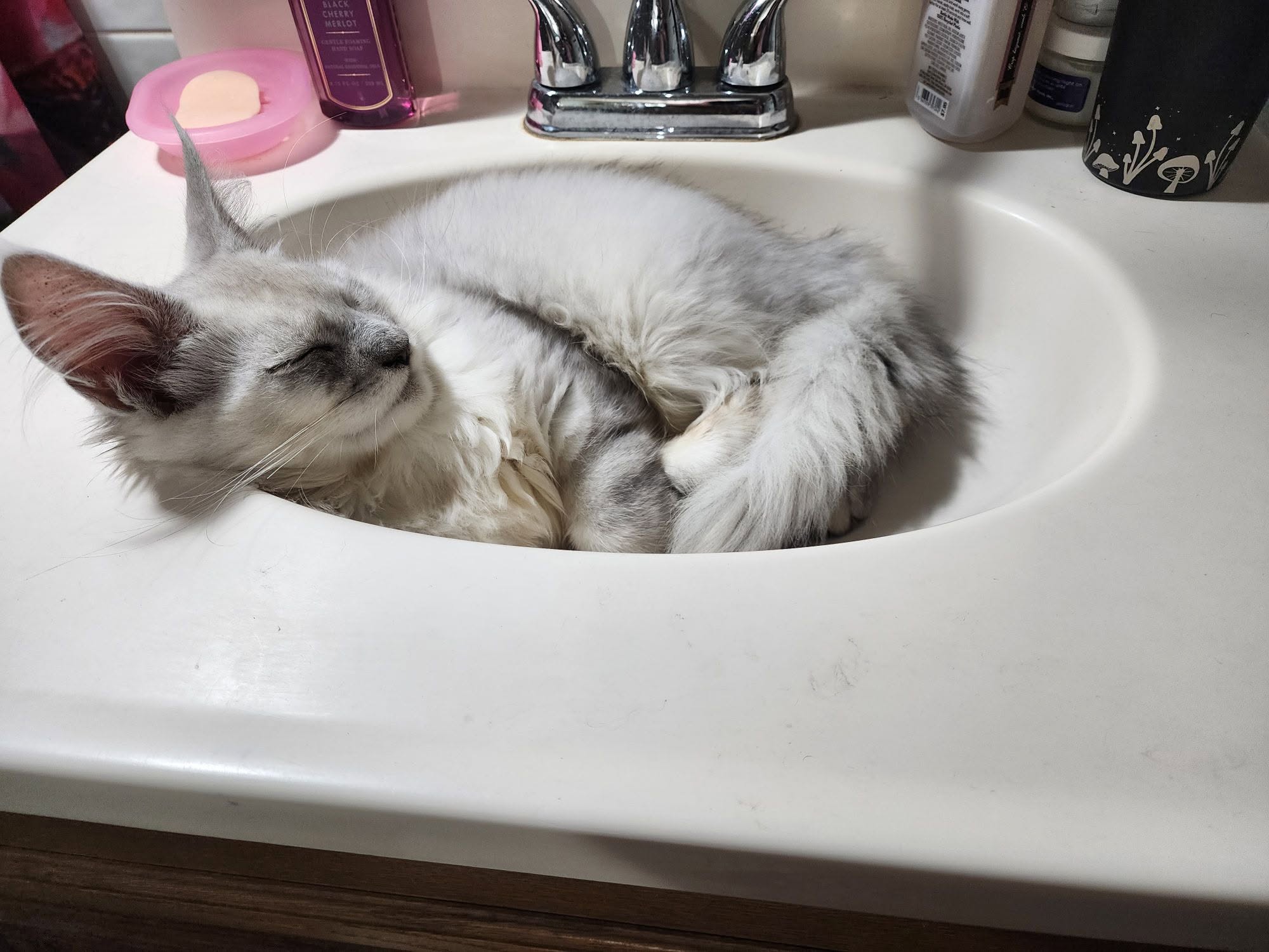Silver Maine Coon sleeping curled up in a white bathroom sink.