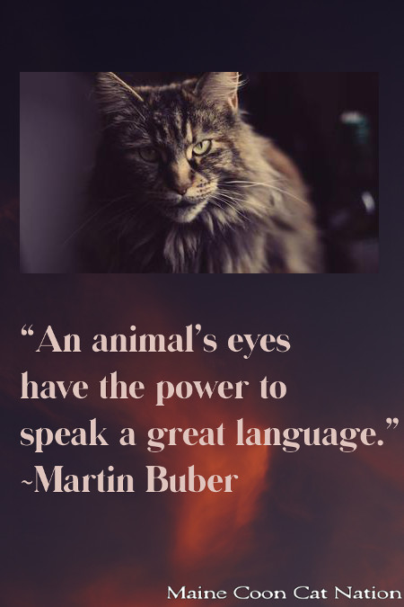 cat quote with image of purebred brown tortie maine coon cat