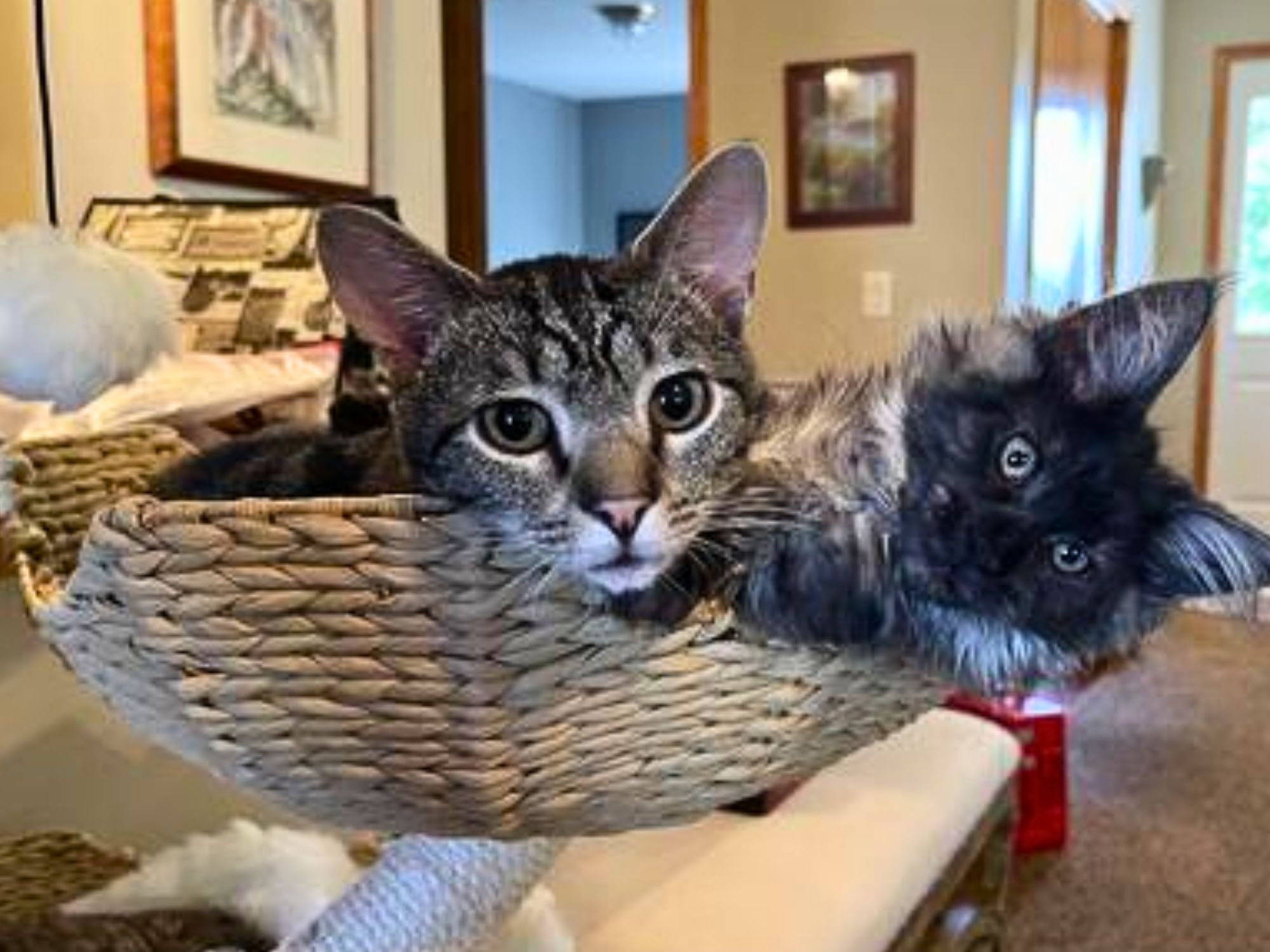 black smoke maine coon kitten and shorthaired tabby cat cuddling with heads popping out of basket.
