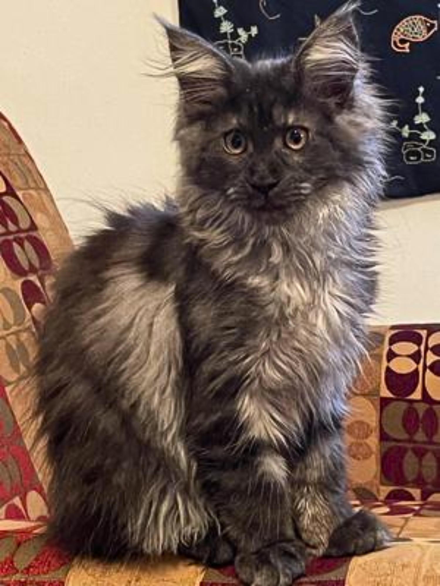 young black smoke maine coon kitten sitting and posing.