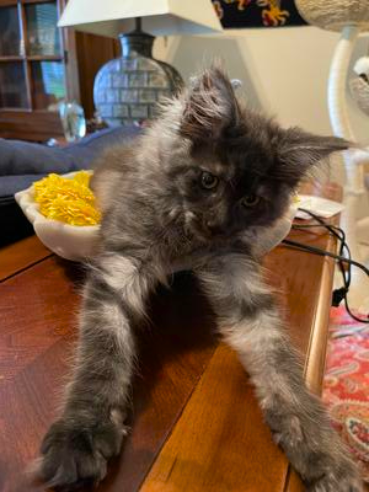 Anastasia cute black smoke maine coon kitten with front legs stretched out.