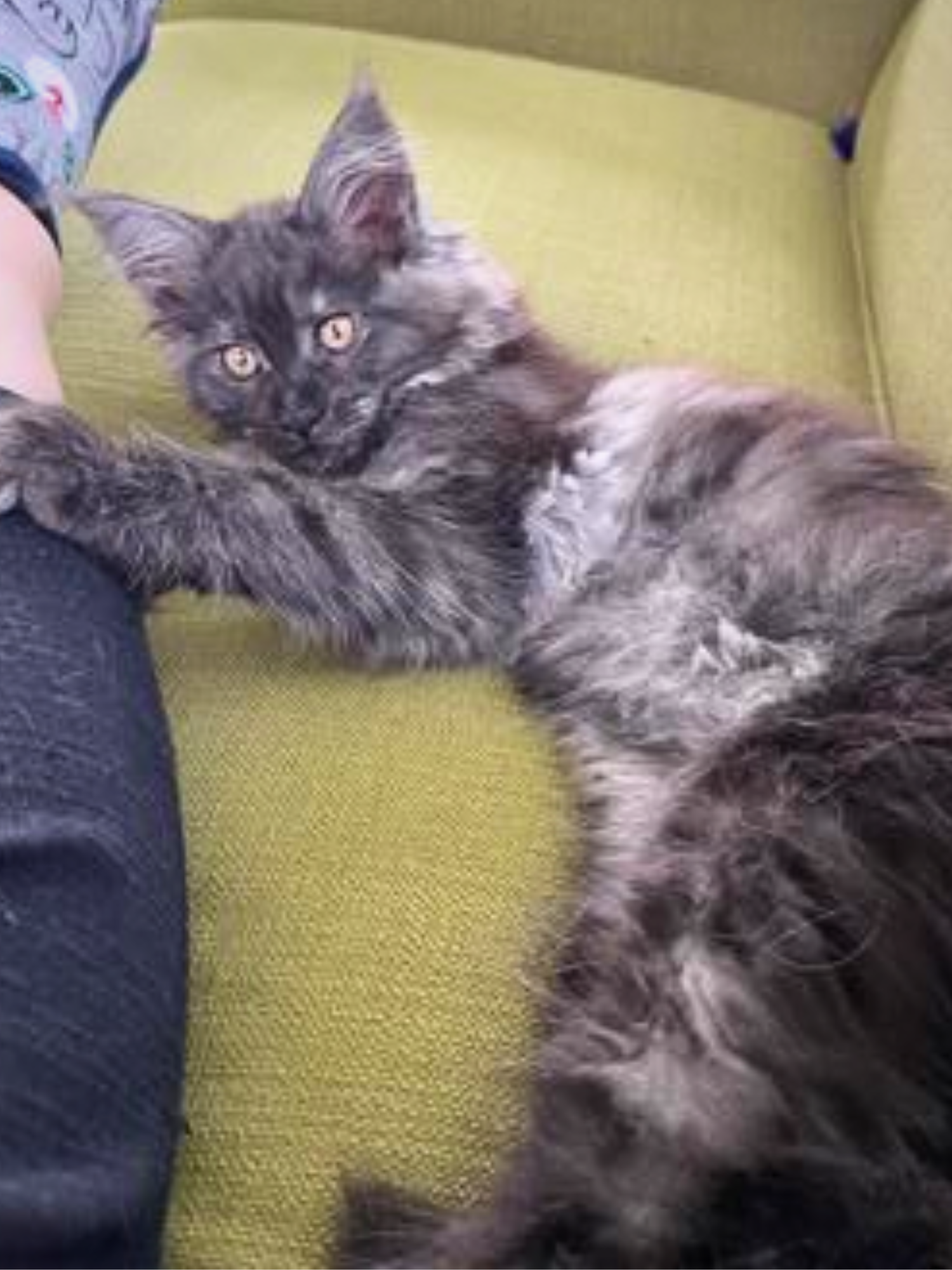 fluffy purebred maine coon kitten laying on couch.