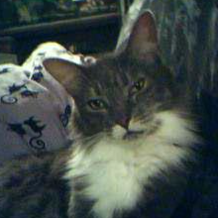 Anna-Bella tabby and white maine coon cat
