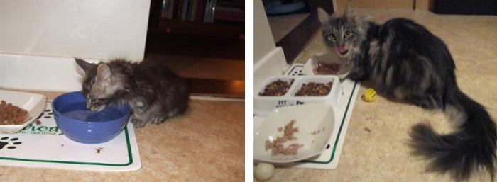 one year old maine coon cat