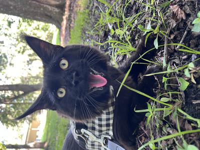 Apollo wearing his leash and harness outdoors black maine coon cat outdoors with a leash and bandana.