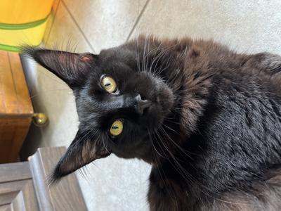 Apollo solid black purebred maine coon cat with a rugged facial expression.