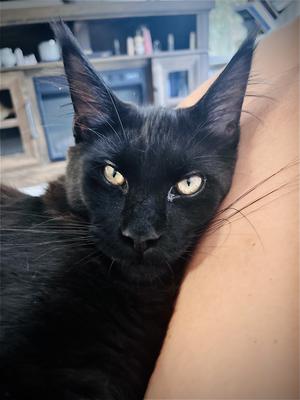 handsome pure black maine coon cat leaning on his owners leg.