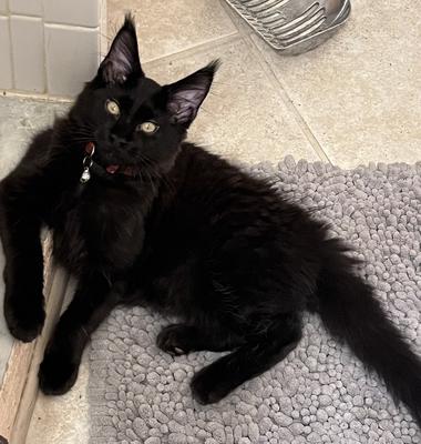 adorable pure black purebred maine coon kitten