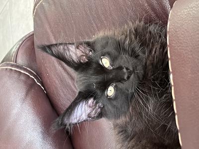 adorable pure black purebred maine coon kitten.