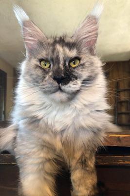 Appaloosa Kisses .25 silver maine coon yellowstonecoon
