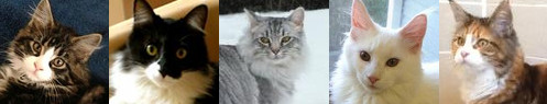 collage of five maine coons and mixes