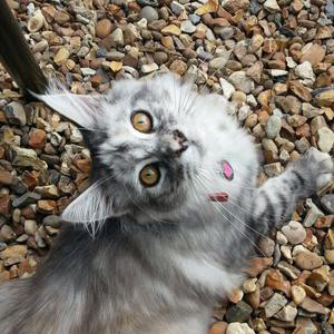 young silver smoke tabby kitten with gold eyes looking up to camera.