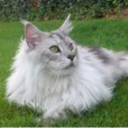 Aran beautiful silver maine coon in the grass