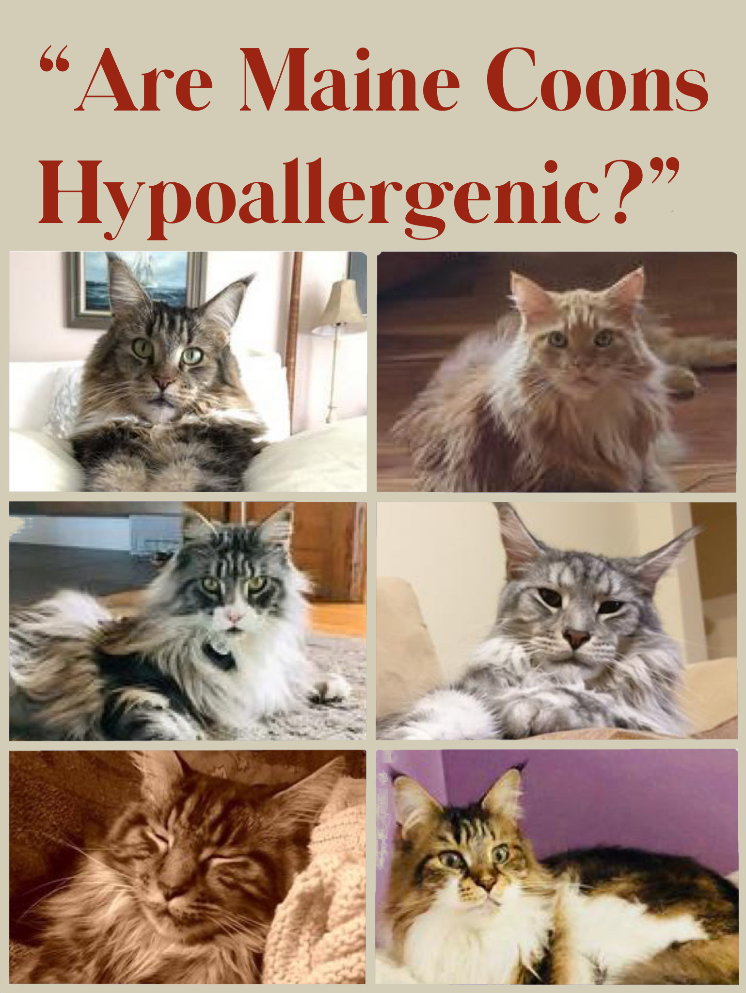 collage of beautiful maine coon cats