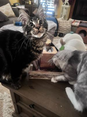purebred maine coon kitten looking up