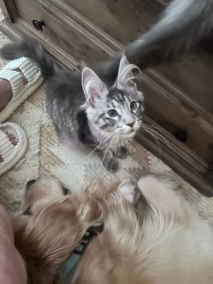 pretty silver female maine coon kitten