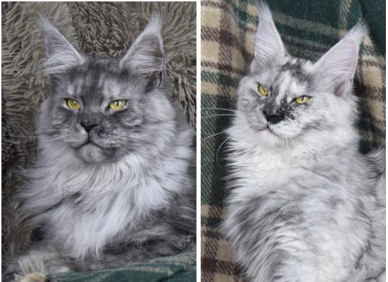 two stunning maine coon cats