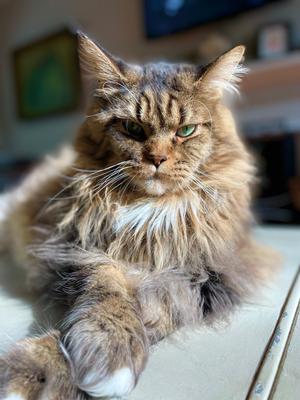 Artemis regal looking brown tabby maine coon looking straight into camera with paws crossed.