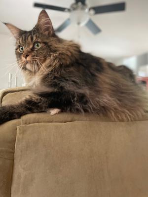 purebred brown maine coon atop back of couch.