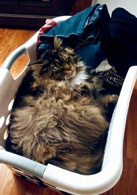 big brown maine coon cat sleeping soundly in a laundry basket.