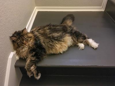 handsome purebred maine coon on a staircase.