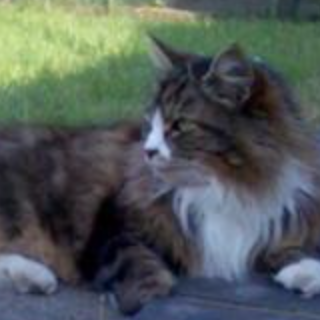 Arthur brown tabby and white maine coon cat sitting outdoors