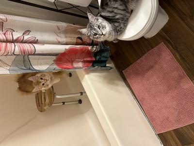 Asher and Oakley two young maine coon cats in a bathroom tub and on toilet.