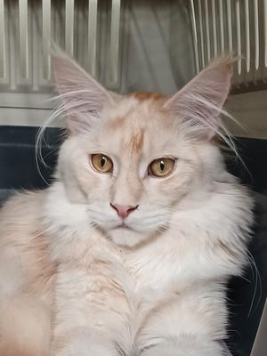 Aslan is a Maine Coon Cat with Itchy Skin aslan is a cat with itchy skin