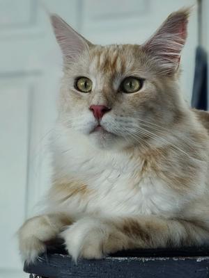 light red silver maine coon cat posing on a cat tree.