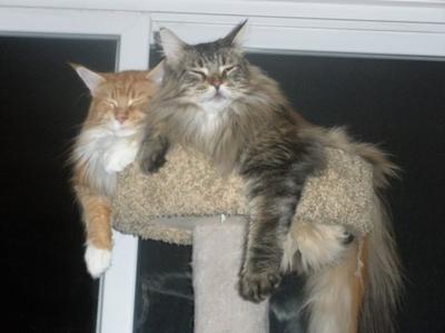 Aslan & Simba