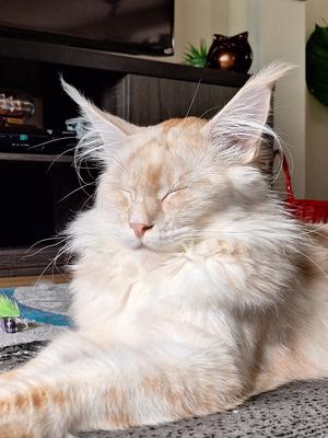 cream colored maine coon with eyes shut.