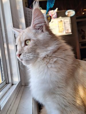 light red silver maine coon gazing out a window.