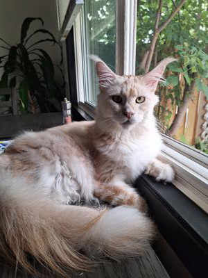 purebred light red silver maine coon cat sitting in a windowsill