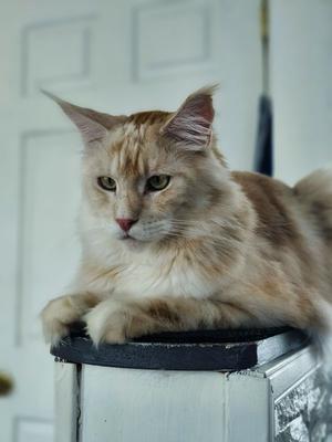 cream colored maine coon