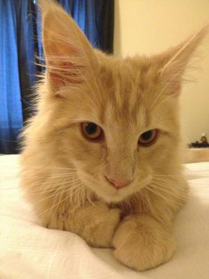 Aslan
