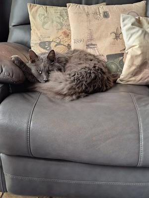 solid grey maine coon curled up on a couch.