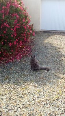 solid grey blue cat sitting on driveway in distance.