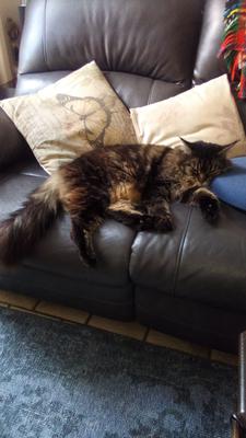 brown blotched tabby maine coon sleeping on couch.